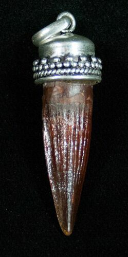 Real Spinosaurus Tooth Pendant - Dinosaur Tooth #10937